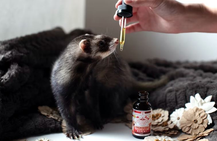  things to know before getting a ferret, ferret as a pet, ferrets for adoption, how to take care of a ferret, are ferrets easy to take care of, ferret facts you need to know, everything you need to know about ferrets