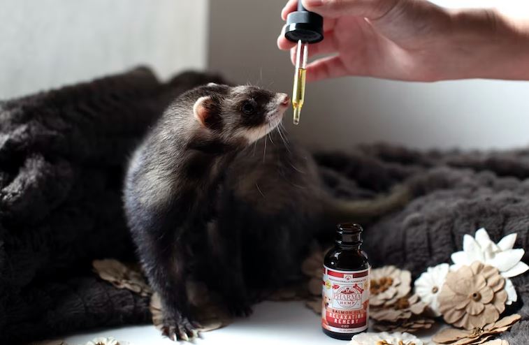 Regular veterinary check-ups things to know before getting a ferret, ferret as a pet, ferrets for adoption, how to take care of a ferret, are ferrets easy to take care of, ferret facts you need to know, everything you need to know about ferrets