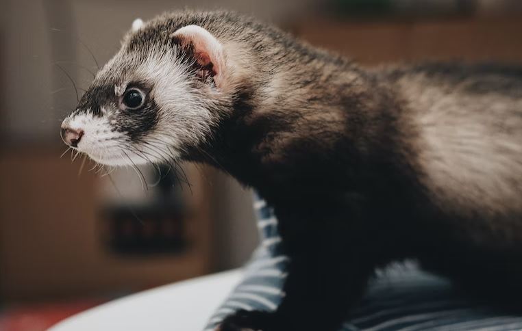 Social animals things to know before getting a ferret, ferret as a pet, ferrets for adoption, how to take care of a ferret, are ferrets easy to take care of, ferret facts you need to know, everything you need to know about ferrets