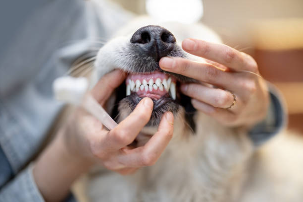 pet dental care, dog dental care, good oral hygiene, dog dental care products, dog dental cleaning how often, dog dental cleaning, dog teeth cleaning, dog dentist, best dog teeth cleaning treats, best dog teeth cleaning