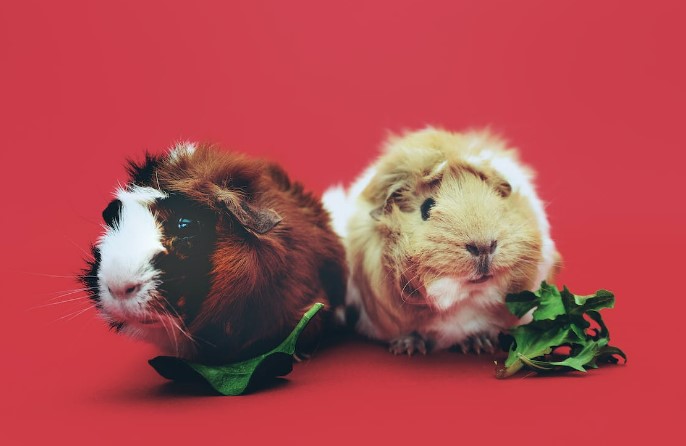 hair loss in guinea pigs, fur loss in guinea pigs, guinea pigs hair loss, why my guinea pigs hair is falling out, what causes guinea pigs to lose hair, guinea pigs diseases, guinea pig pet