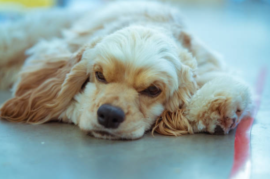 signs of Depression in dogs, reduce anxiety and depression in dogs, pet owner, dog depression symptoms, treat anxiety in dogs, depression in dogs, signs my dog is depressed, signs of a sad dog, dog acting depressed, dog depression treatment, treat depression in dogs