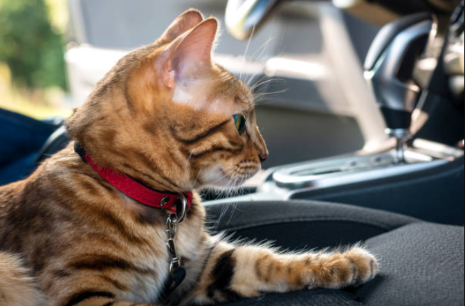 Motion sickness in cats, cat car sickness, behavioral issues in cats, anxiety in cats, cat anxiety symptoms, cat is anxious, cat anxiety treatment, signs of anxiety in cats, pheromone sprays for cats