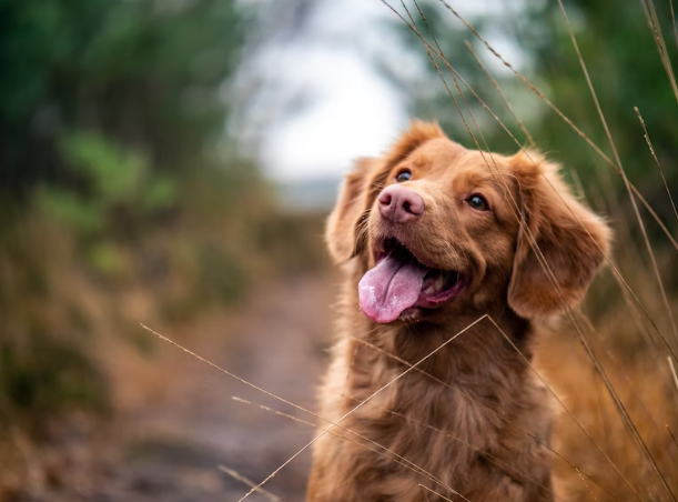 dog mental health, dog mental health issues, dog mental health benefits, mental health dog training, mental well being for dogs, can a dog be mentally ill, benefits of having a dog mental health, well being for dogs, wellness for dogs, wellbeing for dogs