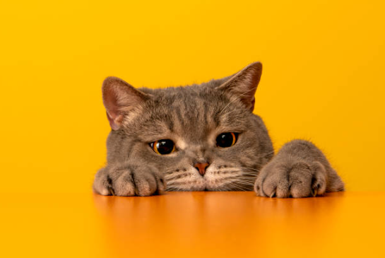 cat behavior,behavioral issues in cats, behavioral problems in cats,cat behavior problems, behavioral problems with cats,behavioral issues cats, Litter box problems in cats,behavioural issues in cats, behavioral issues with cats,what are the 3 most common behavior problems in cats, what is the most common behavior problem in cats,feline behavioral issues