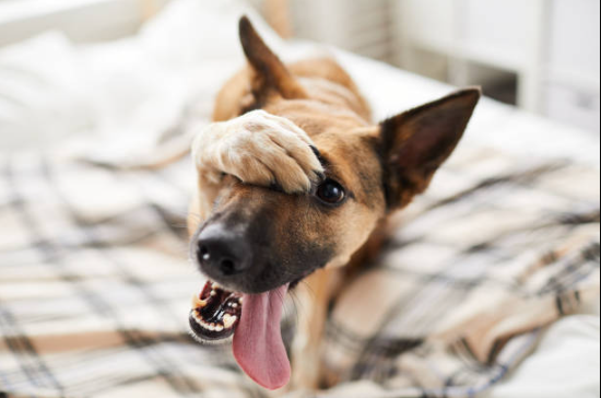 Aggressive behavior in dogs,training your dog, stop aggression in dogs, aggressive dog training,food aggression in dogs, leash aggression,dog training for aggressive dogs, aggressive dog,train an aggressive dog