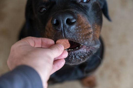 calming treats for dogs, digestive issues in dogs, best calming treats for dogs, anxiety in dogs, calming chews for dogs, puppy calming treats, best calming chews for dogs, calming treats, anxiety treats for dogs