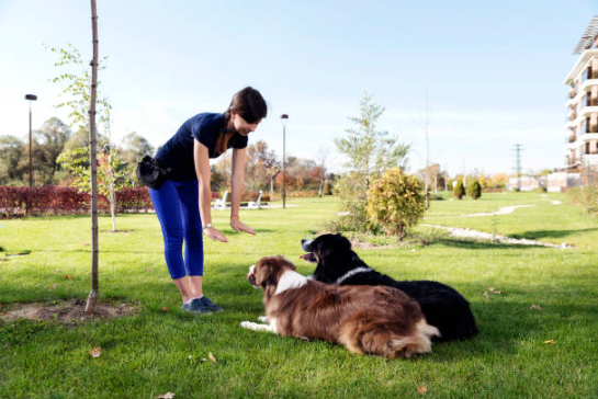 Aggressive behavior in dogs,training your dog, stop aggression in dogs, aggressive dog training,food aggression in dogs, leash aggression,dog training for aggressive dogs, aggressive dog,train an aggressive dog, how to train an aggressive dog