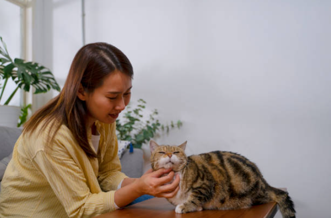 food allergies in cats, cat allergy treatment, food allergies in cats, hypoallergenic cat food, cat food allergy symptoms, hypoallergenic cats, cat allergy rash