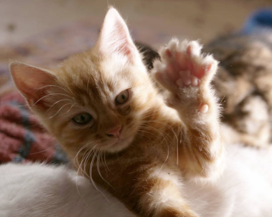 10 Fun Tricks to Teach Your Cat-Petsdevotee