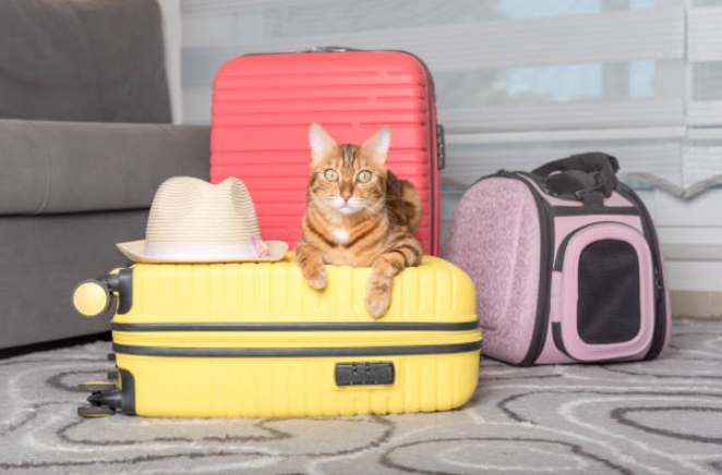 traveling with cats, traveling with your cat, tips for traveling with cats, pet carriers for cats, road trip with cat, cat on airplane, traveling with cats in car, best way to travel with a cat, tips for traveling with cats, tips for traveling with a cat, travel tips with cats, tips for traveling with pets, safety tips for traveling with pets, tips for traveling with cats in a car, tips for road trip with cat