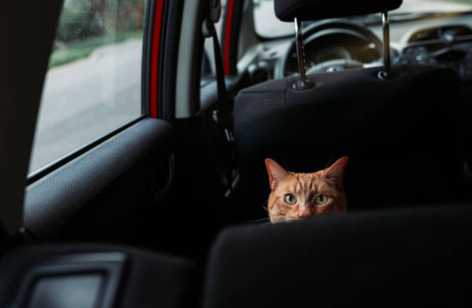 Motion sickness in cats, cat car sickness, behavioral issues in cats, anxiety in cats, cat anxiety symptoms, cat is anxious, cat anxiety treatment, signs of anxiety in cats, pheromone sprays for cats
