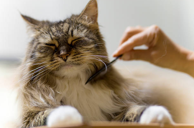 dental care in cats, plants toxic to cats, fact about cats, things that emotionally hurt your cat, cat's litter box, clean litter box, cat care, Cat grooming