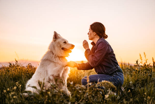 calming treats for dogs, digestive issues in dogs, best calming treats for dogs, anxiety in dogs, calming chews for dogs, puppy calming treats, best calming chews for dogs, calming treats, anxiety treats for dogs