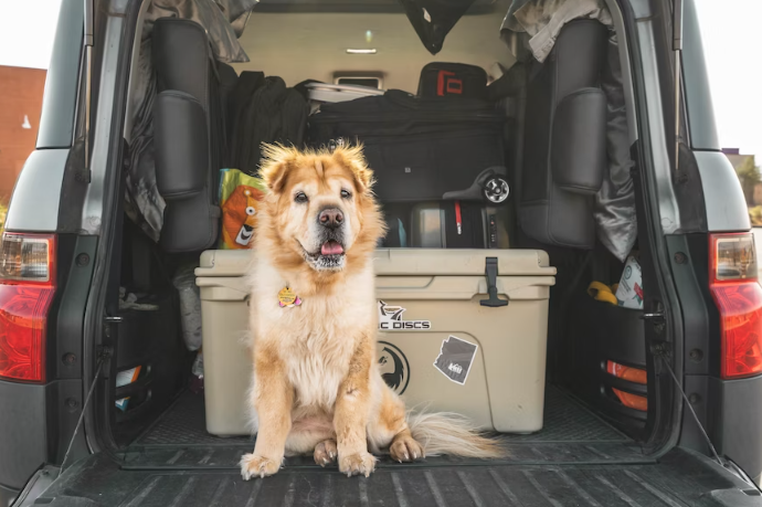traveling with pet, pet policies, traveling with your pet, safety tips for traveling with pets, dog carrier, pet carrier, puppy carrier, flying with your pet, flying with a dog, dog-friendly vacations, best cat carrier