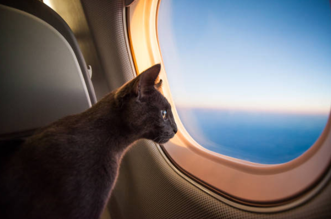 traveling with pet, pet policies, traveling with your pet, safety tips for traveling with pets, dog carrier, pet carrier, puppy carrier, flying with your pet, flying with a dog, dog-friendly vacations, best cat carrier