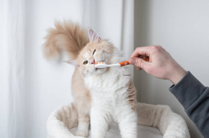 dental care for cats, cat teeth cleaning, dental issues in cats, cat dental cleaning, cat teeth cleaning cost, cat dentist, healthy cat teeth, healthy cat gums, cat teeth problems, cat dental health, cat tartar, cat teeth care, cat dental gel