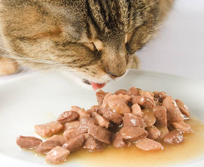 dangerous food for cats, toxic food for cats, toxic cat food, high quality cat food, food toxic for cats, what food is toxic to cat, what ingredients should you avoid in cat food, what is the most unhealthy cat food, what cat food ingredients should i avoid, foods poisonous to cats, foods poisonous to cats and dogs, human foods poisonous to cats, what foods poisonous to cats.