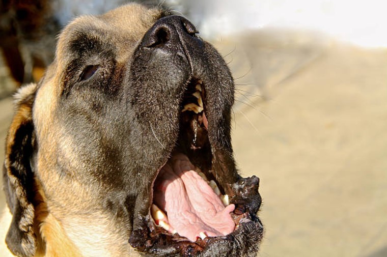 dog breath,bad breath in dogs,dog bad breath home remedy,dog bad breath remedy,dog has bad breath