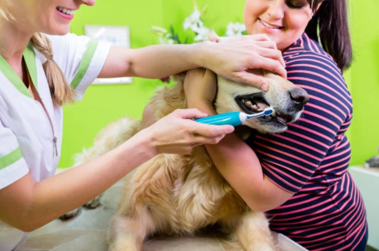 dog breath,bad breath in dogs,dog bad breath home remedy,dog bad breath remedy,dog has bad breath