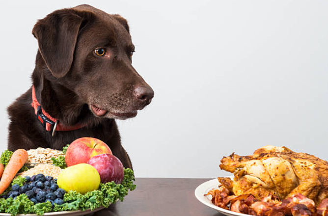 obesity in dogs, dog is overweight, dog foods, overweight dog, overweight dog problems, over weight dog, best dog food for weight loss, dog lose weight, weight loss dog food, my dog is losing weight, weight gain in dogs, help dog lose weight