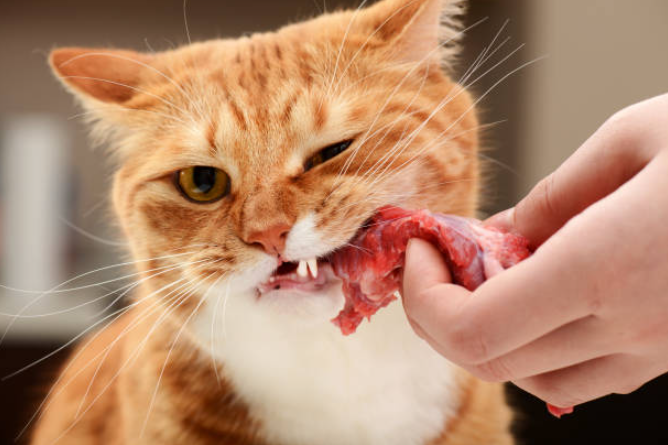 cat diet, cat food habit, balanced diet for a cat, homemade cat food, high protein cat food, foods cats can eat