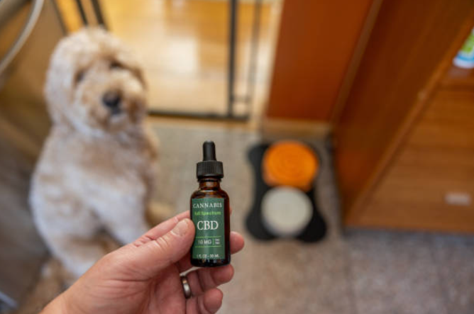 best oil for dogs itchy skin,oil for dogs skin,oil for dogs, fish oil for dogs,omega 3 for dogs,omega-6