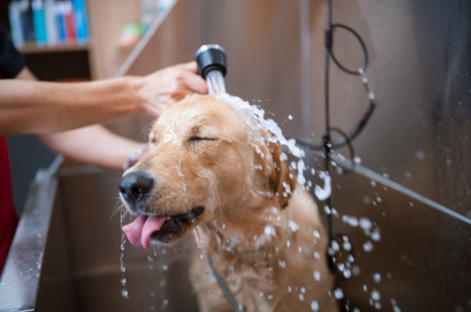 how to keep your dog cool, how to cool my dog down, how to cool down a dog, keep your dog safe, keep dogs cool in summer, how to cool down your dog, dog care tips, keep your dog cool in summer, how to keep dogs cool, how to keep dogs cool in summer