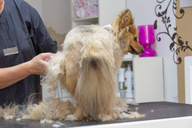 shedding in dogs, reduce shedding in dogs, small dogs that don't shed, types of shedding in dogs, best hypoallergenic dogs, low shedding dogs