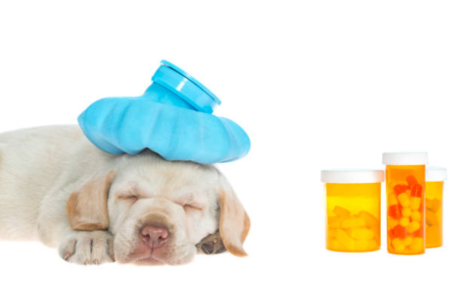 medicine for dogs, anxiety meds for dogs, pain medication for dogs, how to give dog pills without food, how to feed dog medicine, how to feed dog pills, how to feed a dog a pill, ways to give dogs pills, easy way to give dogs pills, how to feed pills to dogs, how to give a dog a pill when not eating