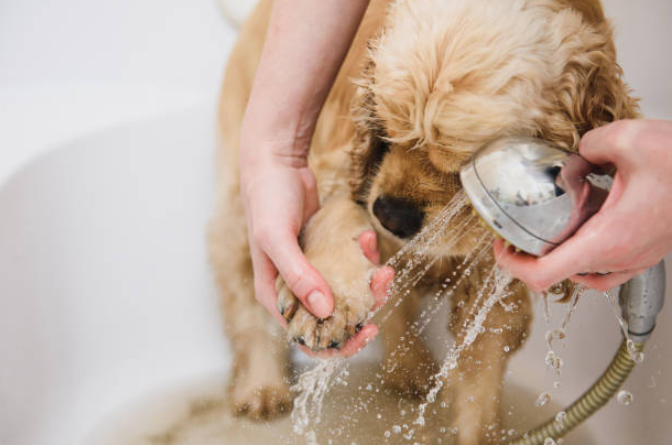 how to keep your dog cool, how to cool my dog down, how to cool down a dog, keep your dog safe, keep dogs cool in summer, how to cool down your dog, dog care tips, keep your dog cool in summer, how to keep dogs cool, how to keep dogs cool in summer
