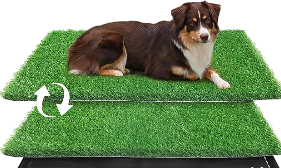 best litter boxes, puppy litter box, sustainable litter box, best litter box for dogs, best dog proof litter box, dog litter box amazon, best dog litter box