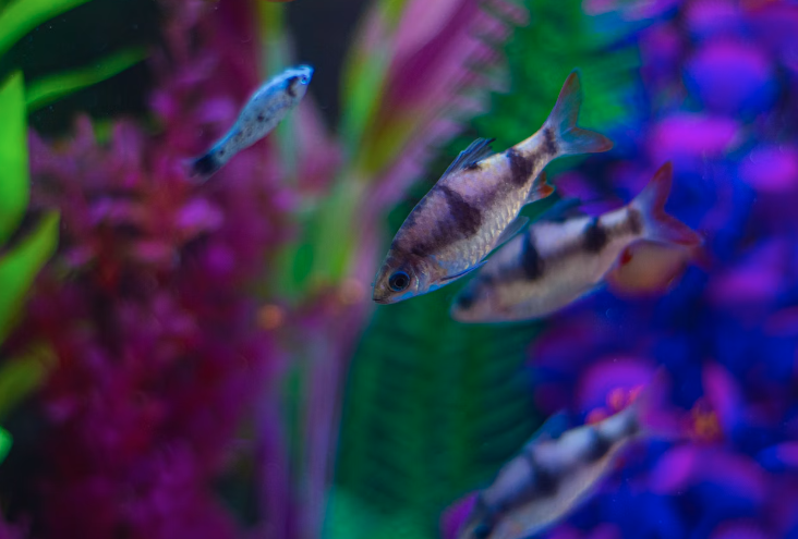 good fish for home aquarium, fish for indoor aquarium, non-aggressive fish