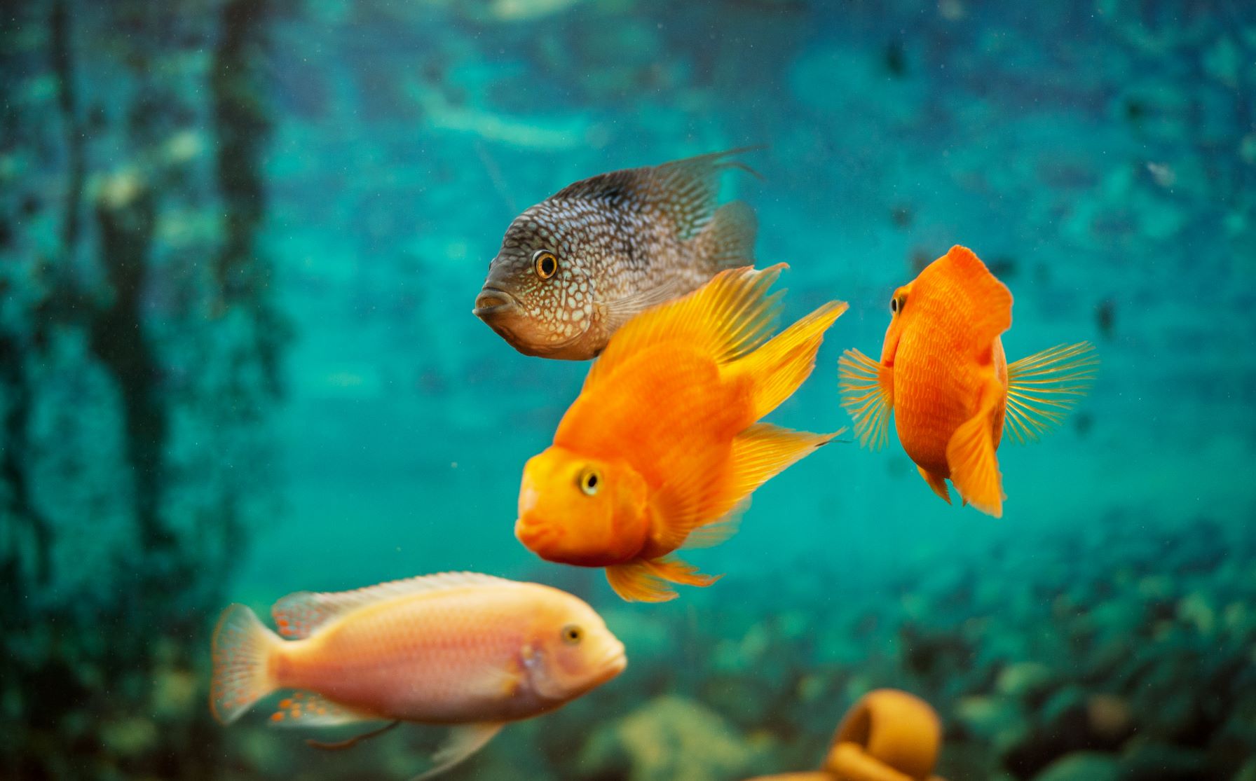 15 best Fish Species for your Indoor Aquarium Pets Devotee Accessories