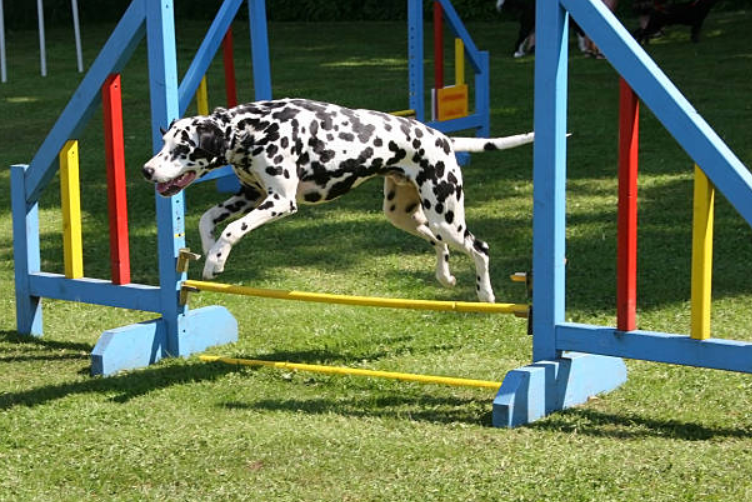 dog agility training, agility training, dog agility course, dog obstacle course, puppy agility training