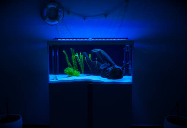 aquarium plants, aquarium lights for plants, led aquarium light, , Chihiros CII RGB, aquarium led lights, fish tank light, aquarium lights, Fluval Plant 3.0, hygger aquarium light