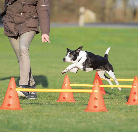 speed and agility training, dog agility tunnel, agility training