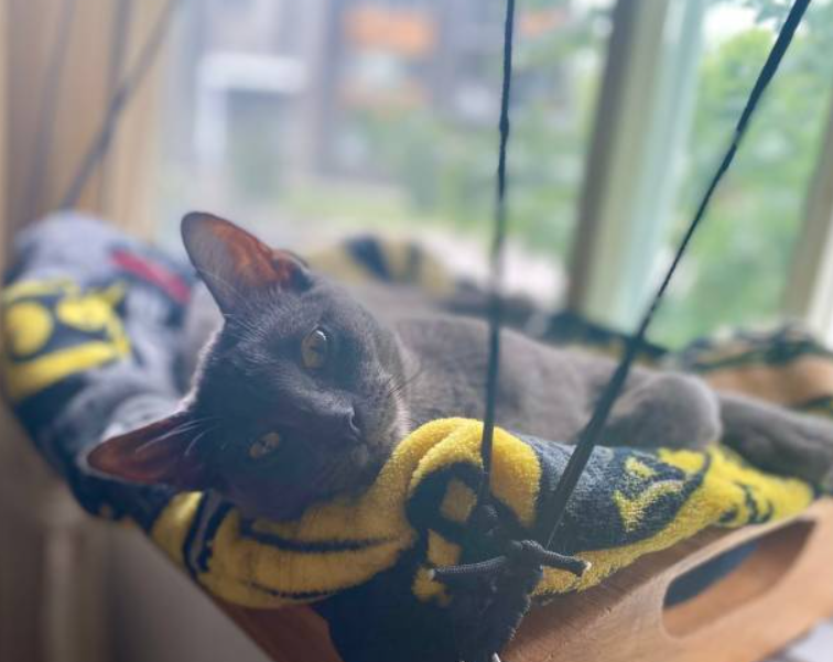 Ultimate Guide to the best Cat Bed for Comfort, Style, and Functionality