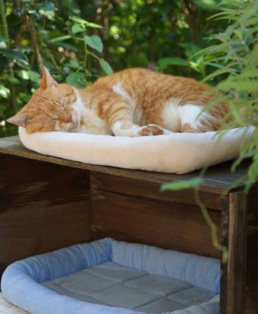 Ultimate Guide to the best Cat Bed for Comfort, Style, and Functionality