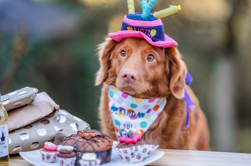  dog birthday theme party, birthday dog theme, birthday party puppy theme, dog's birthday party celebration
